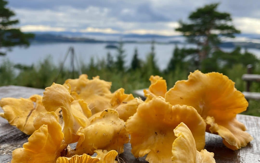 Bærekraftige opplevelser Innherred